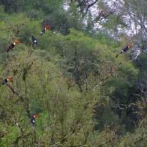 Toucans on the way to the Parque Nacional El Rey